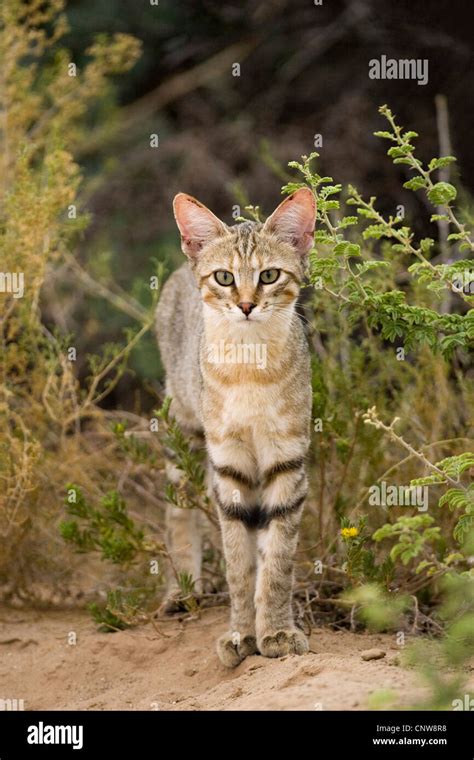 African Wildcat Felis Lybica Felis Libyca Felis Silvestris Lybica