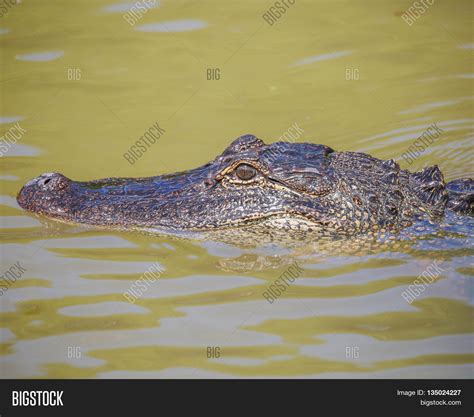 Alligator Swimming Image And Photo Free Trial Bigstock