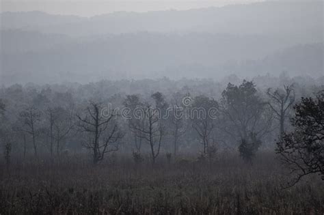 Grunge Foggy Jungle Forest Landscape Stock Image Image Of Mountain