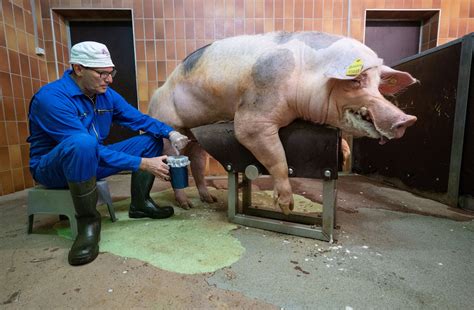 Schweinische Angelegenheit Deutsches Ebersperma Ist Exportschlager Plus Video S Dwest Rnz
