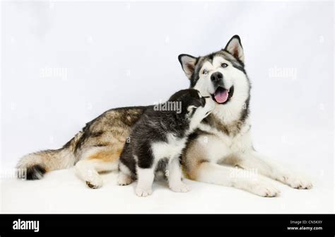 Husky Puppy Hi Res Stock Photography And Images Alamy