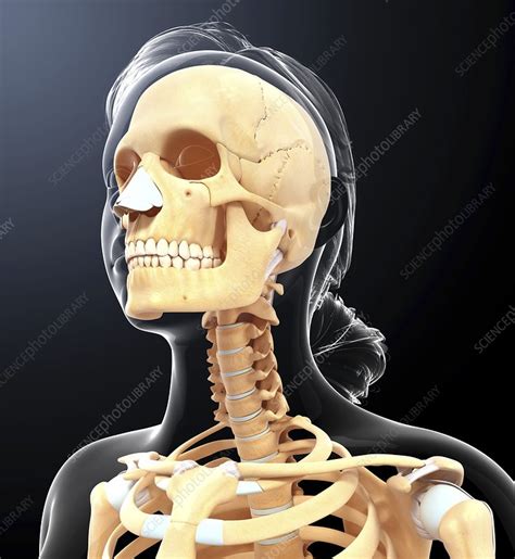 Human Skull Artwork Stock Image F0104261 Science Photo Library