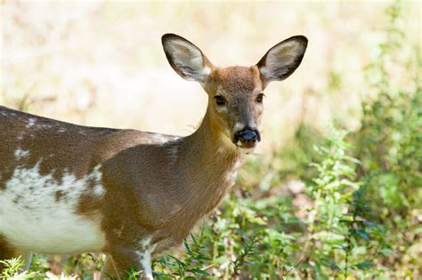 Piebald Deer Everything There Is To Know About Them World Deer 2022
