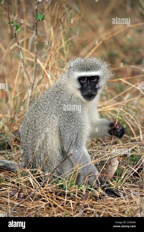 Vervet Monkey Grivet Monkey Cercopithecus Aethiops Female Adult