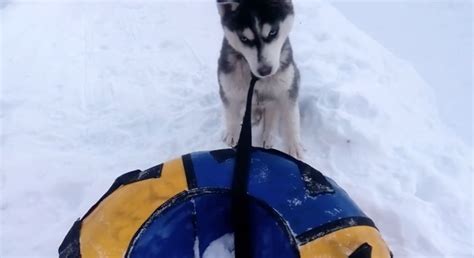A Different Type Of Sled Dog