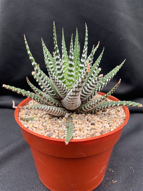 Haworthia Fasciata Super White Etsy