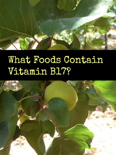 This is particularly a concern for older people because it becomes more difficult to absorb vitamin b12 as you get older. Vitamin B17 Foods: Foods Rich in Vitamin B17 | hubpages