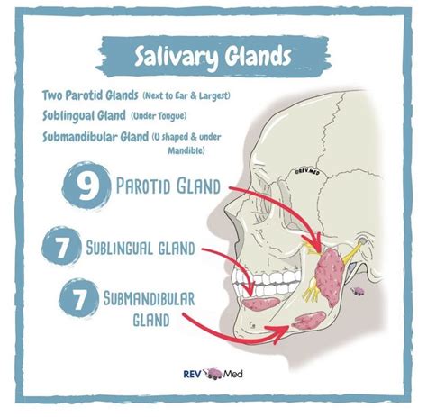 Pin By Roxy On Medicine In 2020 Parotid Gland Salivary Gland Glands
