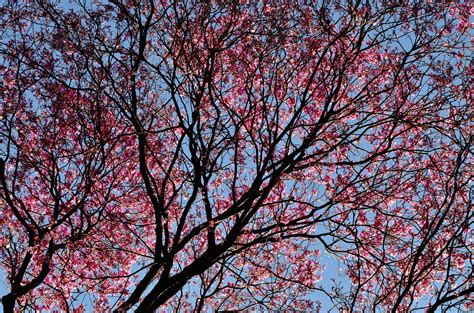 Free Picture Park Spring Tree Cherry Blossom Branches Flora