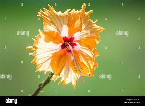 Hibiscus Bloom Stock Photo Alamy