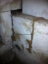 Termite Evidence Images