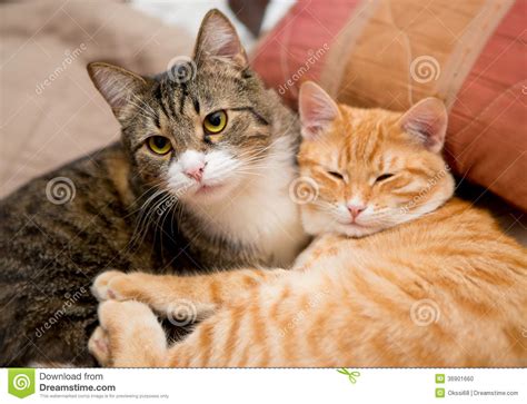 Friendship Of The Two Cats Stock Photo Image Of Whisker 36901660