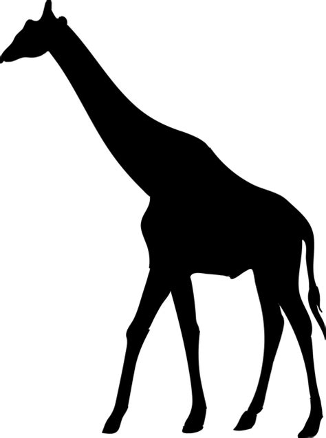 Download Giraffe Animal The Silhouette · Free vector graphic on Pixabay