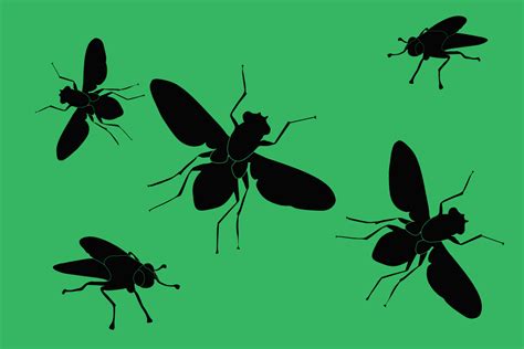 Flies Aands Pest Control Servicing The Hagerstown Area