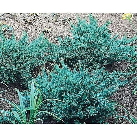 Sargents Juniper Accent Shrub In Pot With Soil L7431