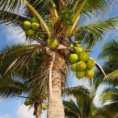 Exploring The Difference Between Coconut Trees And Palm Trees 2023