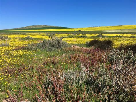 Wild Flower Fields In Western Cape The Travelling Pinoys