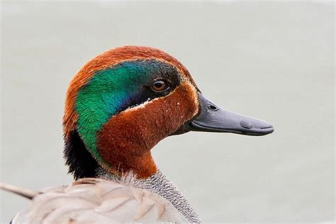 Green Winged Teal Male Duck Species Teal Duck Teal