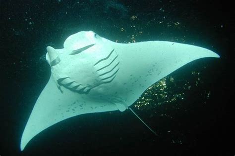 Worlds First Known Manta Ray Nursery Discovered Science News The