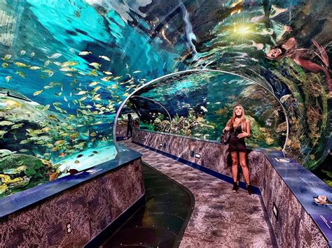 Tennessee Ripleys Aquarium Of The Smokies Aquarium Views