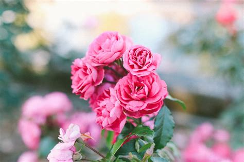 Pink Roses In Bloom During Daytime Photo Free Blossom Image On Unsplash