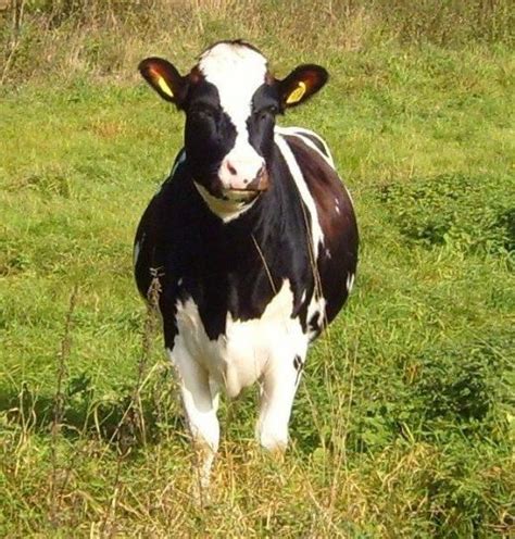 Free Picture Holstein Friesian Friesian Cow