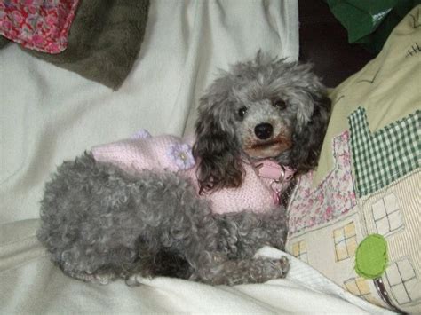 Silver Toy Poodle Dog Forum