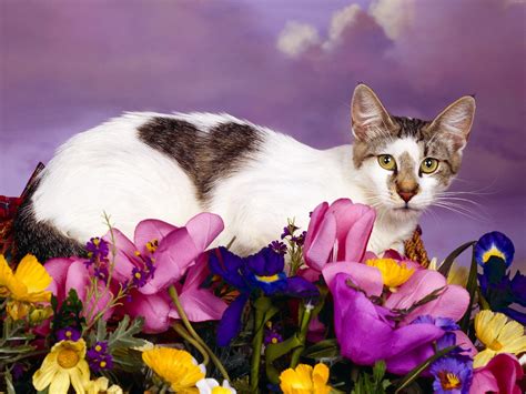 Lovely Cat Wallpapers Hd Wallpapers Id 4984