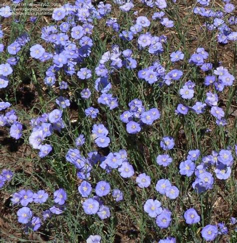 Plantfiles Pictures Linum Species Blue Flax Perennial Flax Linum