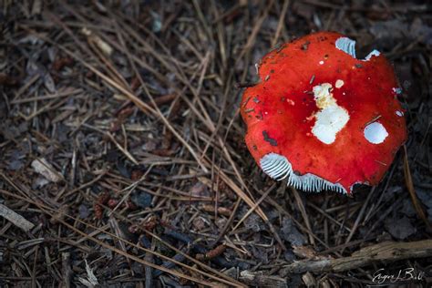 Wild Mushrooms Photography In North Carolina Eugene L Brill