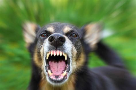 Dog Behavior Issues Take Steps To Control Barking Chewing Aggression