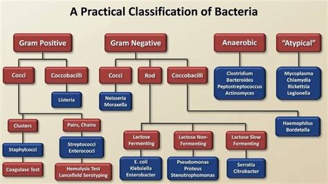 Bacterial Classifications Microbiology Medical Mnemonics Medical
