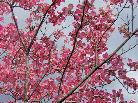 Flowering Trees Before The Deep Freeze Living In The