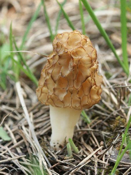 Morchella Esculenta The Yellow Morel Mushroom Benefits And Identification