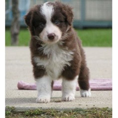 Click here to get in touch with ramblin ridge australian shepherds, north carolina breeders. Toy Story Aussies, Miniature Australian Shepherd Breeder ...