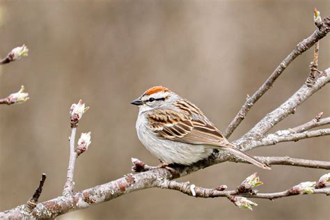 Identifying The Chipping Sparrow