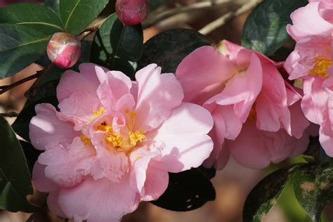 Pink Icicle Camellia Camellia Japonica Pink Icicle Flickr