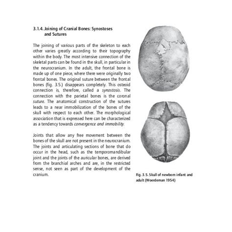 Anatomy Human Morphology From A Phenomenological Point Of View