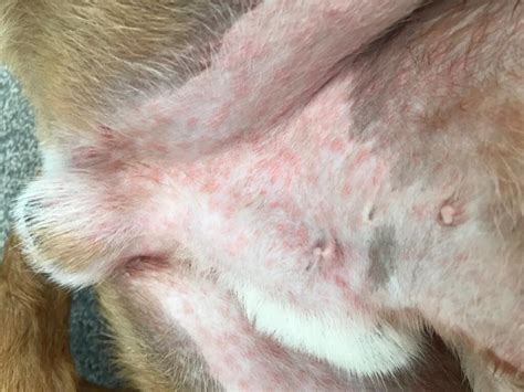 What Can I Put On A Dog Rash