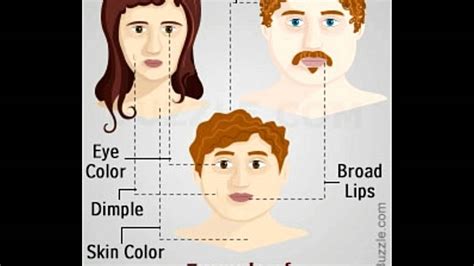 In more general use, a trait is an important part of someone's personality or appearance. Dominant and Recessive Traits in Humans - YouTube