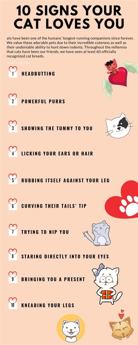 10 Signs Your Cat Loves You Cat Love Pet Hacks Cats