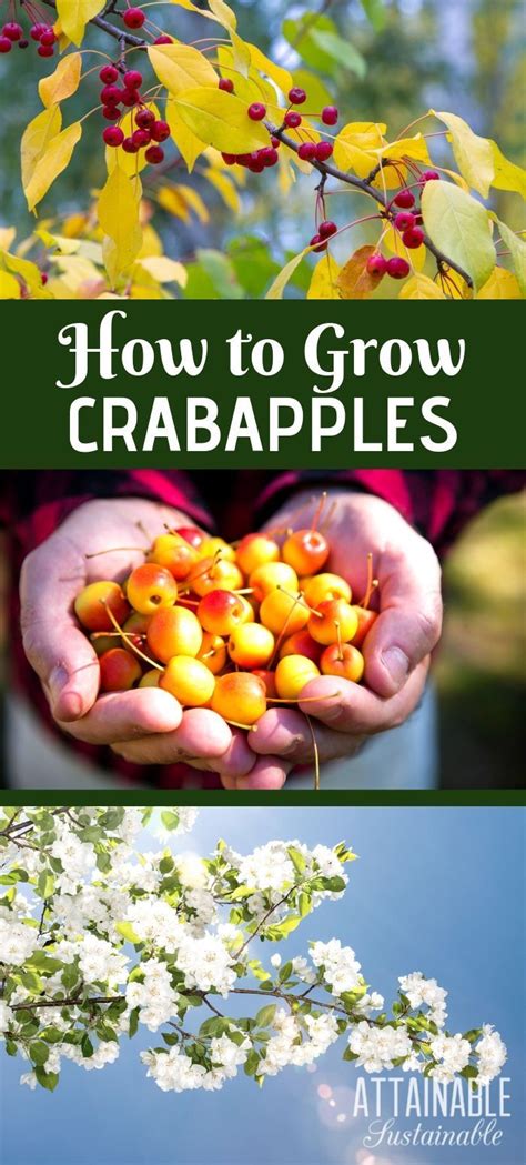 Planting A Crabapple Tree Is Great For Pollination In Your Fruit