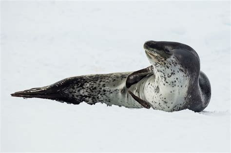 Seal — i can't stand the rain (soul 2008). Leopard seal - Wikipedia
