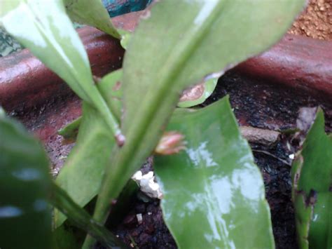 Karl puckett initially, jimmy varnes suggested that his wife, lyndsey, sell the plants that she loves so. Garden Care Simplified: The New Brahma Kamal Bud