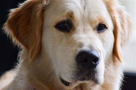 Golden Terrier: la raza favorita para las familias - Todo Golden Retriever
