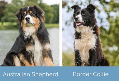 Australian Shepherd Vs Border Collie Qual é A Diferença Gamofort