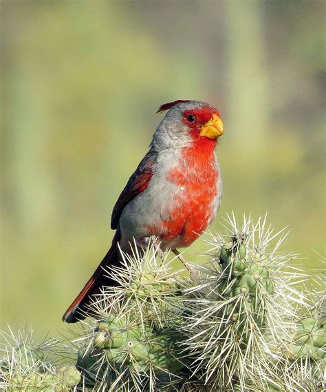 Pyrrhuloxia Cardinalis Sinuatus Sinuatus 8 May 15 Tucson M Flickr