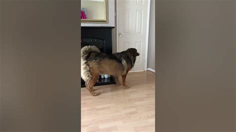 Tibetan Mastiff Barking Workman In Next Room 🙈 Youtube