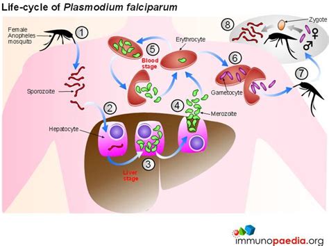 Life Cycle Of Plasmodium Falciparum Immunopaedia