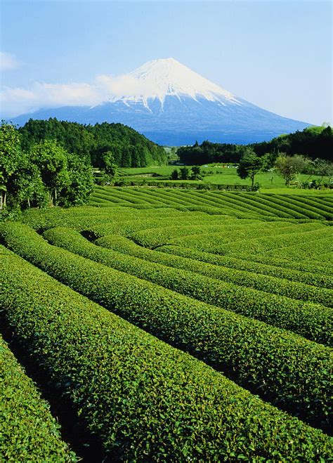 Japan Honshu Mount Fuji Tea Fields By Chad Ehlers